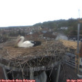 13_25-nest.jpg