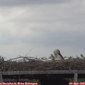 13_30-mast.jpg