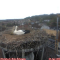 13_30-nest.jpg