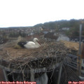 13_40-nest.jpg