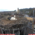 13_50-nest.jpg