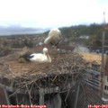 13_55-nest.jpg