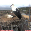 14_00-nest.jpg