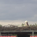 14_05-mast.jpg