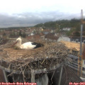 14_05-nest.jpg