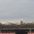 14_10-mast.jpg