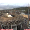 14_10-nest.jpg
