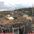 14_15-nest.jpg