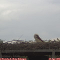 14_20-mast.jpg