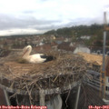14_20-nest.jpg