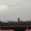 14_25-mast.jpg