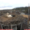 14_25-nest.jpg