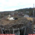 14_30-nest.jpg