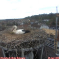 14_35-nest.jpg