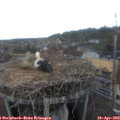14_40-nest.jpg