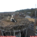 14_45-nest.jpg