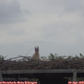 14_50-mast.jpg