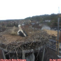 14_50-nest.jpg
