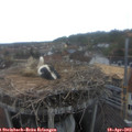 14_55-nest.jpg