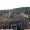 15_00-nest.jpg