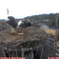 15_15-nest.jpg