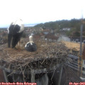 15_20-nest.jpg