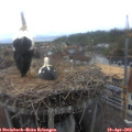 15_25-nest.jpg