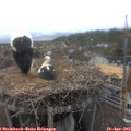 15_30-nest.jpg