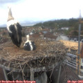 15_35-nest.jpg