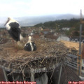 15_40-nest.jpg