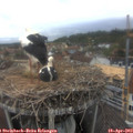 15_45-nest.jpg