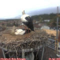 15_50-nest.jpg