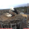 15_55-nest.jpg