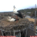 16_00-nest.jpg