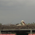 16_10-mast.jpg