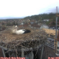 16_10-nest.jpg