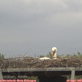 16_15-mast.jpg