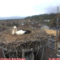 16_15-nest.jpg