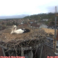 16_20-nest.jpg