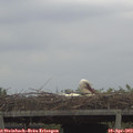 16_25-mast.jpg