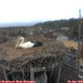 16_25-nest.jpg
