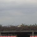 16_30-mast.jpg