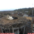 16_30-nest.jpg
