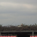 16_35-mast.jpg