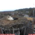 16_35-nest.jpg
