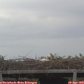 16_40-mast.jpg