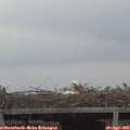 16_45-mast.jpg