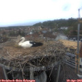 16_45-nest.jpg
