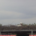 16_50-mast.jpg