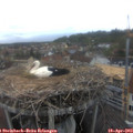 16_50-nest.jpg